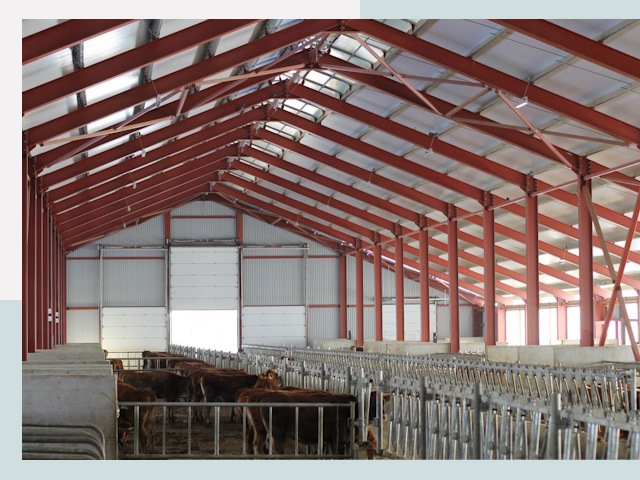 Строительство коровников в Кизилюрте