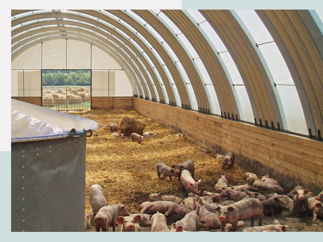 Строительство свинарников в Кизилюрте