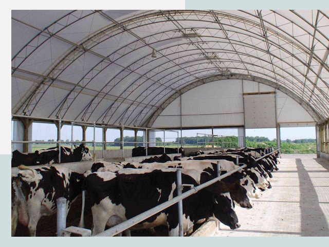 Тентовые коровники в Кизилюрте